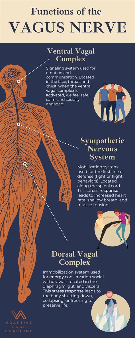 Functions of the Vagus Nerve | Vagus nerve, Developmental psychology ...