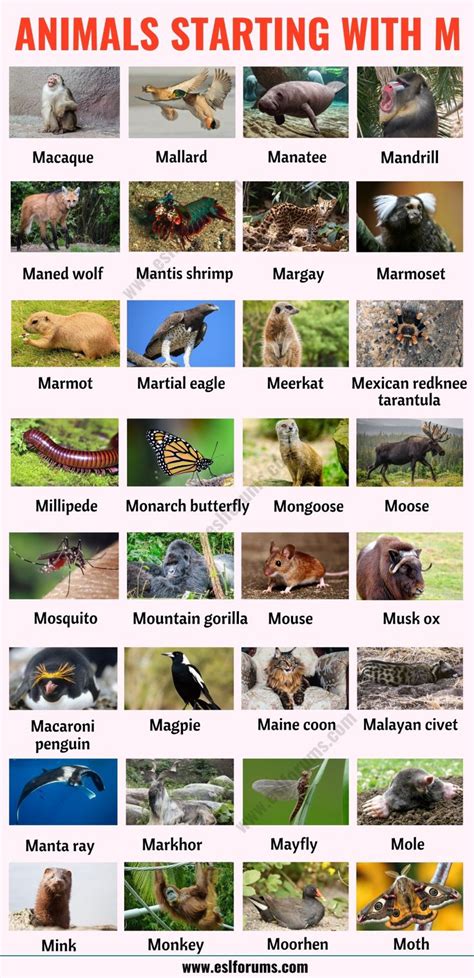 Amphibians Animals Name List In English