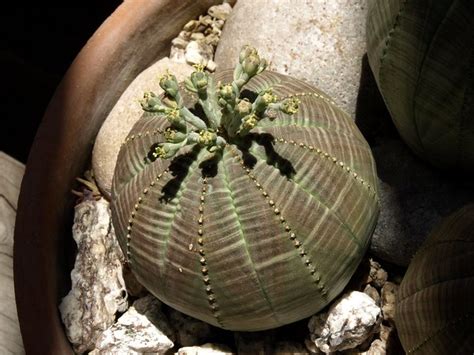 Baseball Plant Cactus (Euphorbia obesa), Tucson Botanical Garden | Flickr - Photo Sharing!