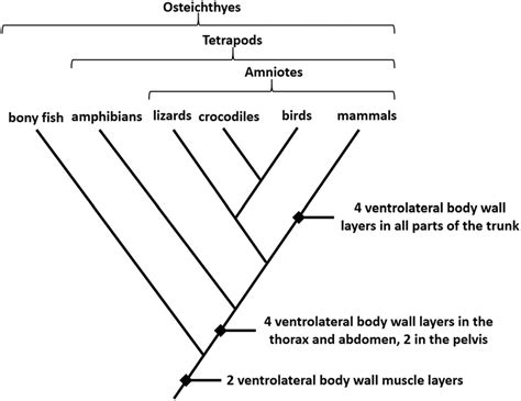 Cladogram- definition, features, parts, examples (vs Phylogram) (2022)