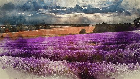 Digital watercolor painting of Beautiful lavender field landscap Photograph by Matthew Gibson