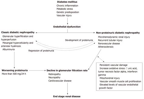 Pathophysiology of diabetic nephropathy and non-proteinuric diabetic... | Download Scientific ...