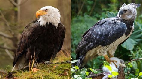 Bald Eagle vs. Harpy Eagle: The Tale of the Tape!