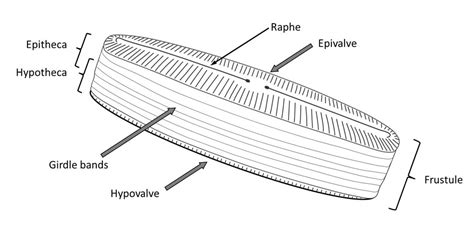 [DIAGRAM] Labelled Diagram Of A Diatom - MYDIAGRAM.ONLINE