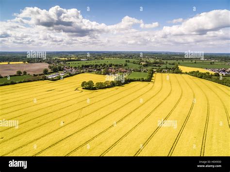 Canola Field Aerial View HDR Stock Photo - Alamy