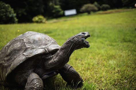 Jonathan, St Helena's Ancient Tortoise, Awaits Visitors - News18