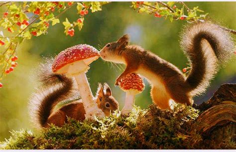 Pin by Nitsa Attias on seasons - autumn | Red squirrel, Squirrel, Animals