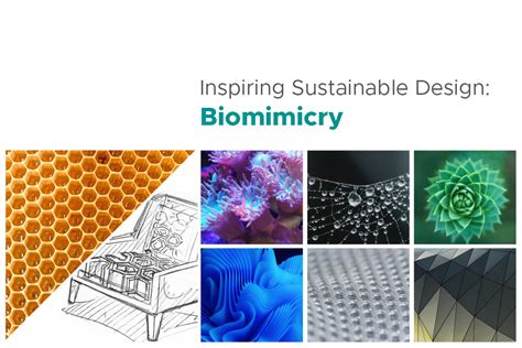 Inspiring Sustainable Design: Biomimicry—Using Nature’s Blueprints ...