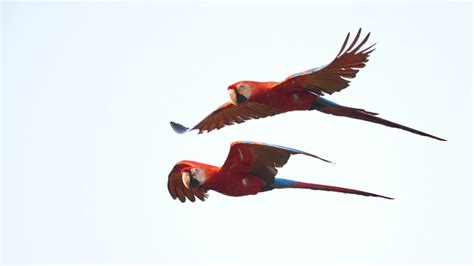 Birds in Peru: What birds can I find in Peruvian Amazon? | Rainforest Expeditions