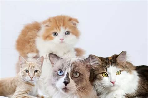 10 Jenis Kucing yang Imut, Lucu, dan Menggemaskan, Kamu Pilih yang Mana ...