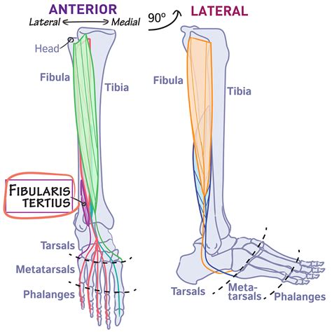 Gross Anatomy Glossary: Peroneus tertius (aka fibularis tertius) | ditki medical & biological ...