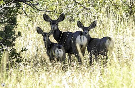 Colorado - Wildlife & Landscape Prints