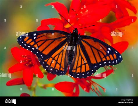 Viceroy Butterfly a mimic of the Monarch butterfly, Limenitis archippus Stock Photo - Alamy