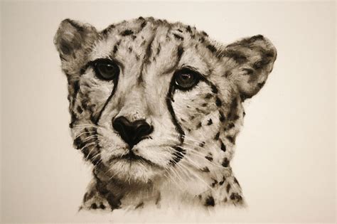 Cheetah - Charcoal Drawing in 2019 | Cheetah drawing, Drawings, Animal paintings