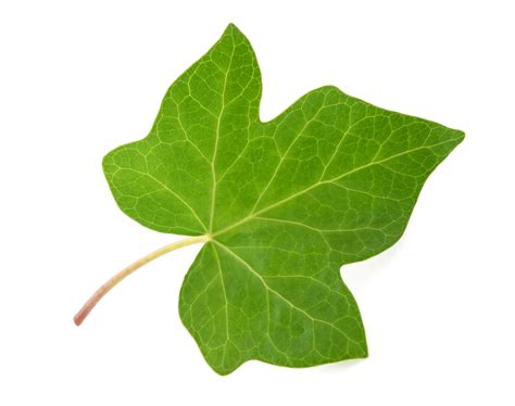 Ivy leaf may assist with mucous coughs through it's action as an expectorant. It helps to remove ...