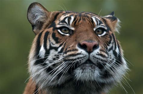 Why Sumatran Tigers Are Endangered and What We Can Do