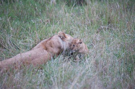 Lions And Cubs In Africa Stock Photo - Download Image Now - Animal ...