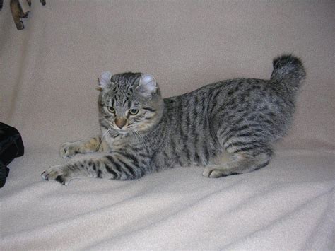 Cat Breeds With Short Tails - Pictures