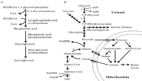 Triacylglycerol synthesis pathway. (A) de novo synthesis and (B) ex ...