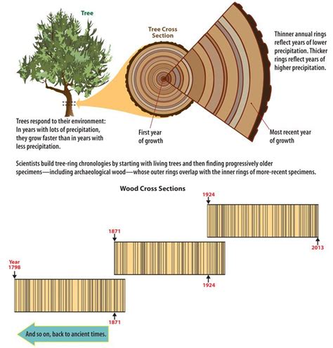 Dendrochronology - Crow Canyon Archaeological Center | Tree study, Writing a term paper, Nature ...