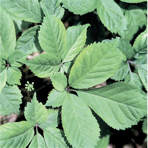 Stratified American Ginseng Seeds | 100% Guaranteed - Aeseeds