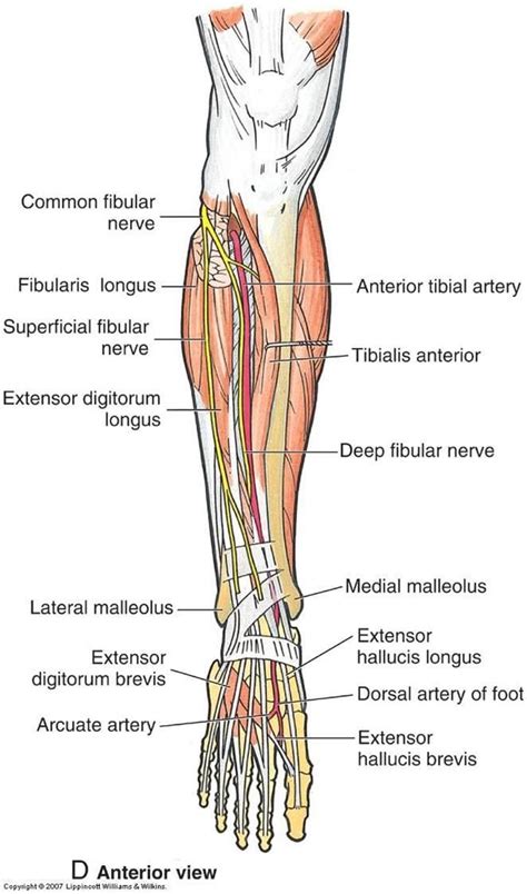 image anterior_leg_nerves_arteries for term side of card | Nerves in leg, Anatomy, Ankle joint