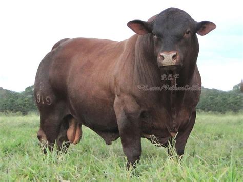 De Pathan Cattle Farm Give Your Remarks This bull in every Angle Total Marks are 30/= | Ganado ...