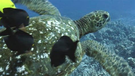 Working Together to Save Hawaii's Turtles | Nature and Wildlife | Discovery