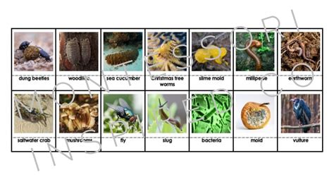 Decomposers and Scavengers Photo and Fact Cards Food Chain | Etsy