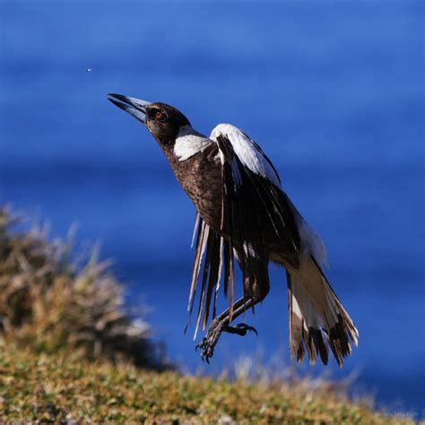 Magpie Symbolism & Meaning (+Totem, Spirit & Omens) | World Birds