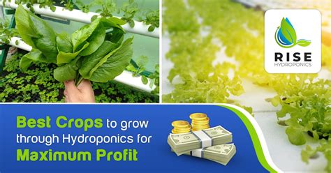 BEST CROPS TO GROW THROUGH HYDROPONICS FOR MAXIMUM PROFITS - Rise Hydroponics