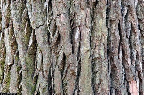 Sassafras bark | Sassafras tree, Plants, Tree identification