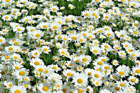 Growing Shasta Daisies: Everything You Need To Know