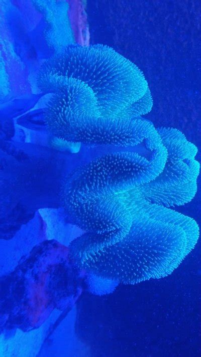 Toadstool Identification? | Reef2Reef