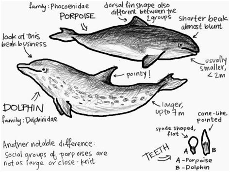 What are three ways that dolphins and porpoises are related? | Socratic