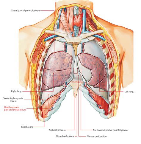 Diaphragmatic Pleura – Earth's Lab