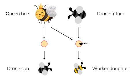 Why do bees die when they sting you?