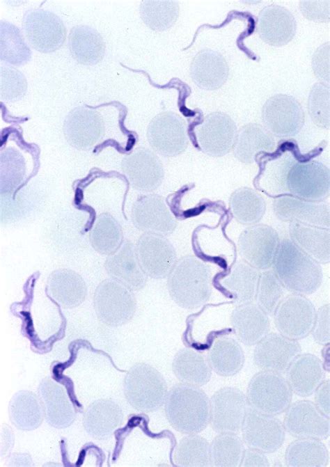 Animal Parasitology