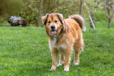 Golden Retriever Mixes: 53 Awesome Crossbreeds You'll Love!