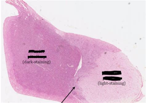 EN01 - Histology of the Endocrine System Flashcards | Quizlet