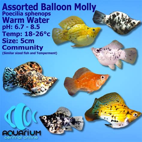 Dalmation Molly (Poeciliidae sphenops) 5cm - Aquarium Central