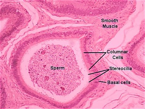 epididymis Histology