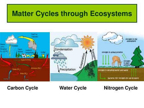 PPT - Matter Cycles through Ecosystems PowerPoint Presentation, free ...