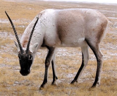 Chiru AKA Tibetan Antelope | Animals, Wildlife conservation society ...