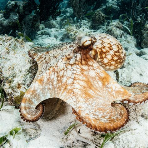 All About the Caribbean Reef Octopus - Octopus Dive School