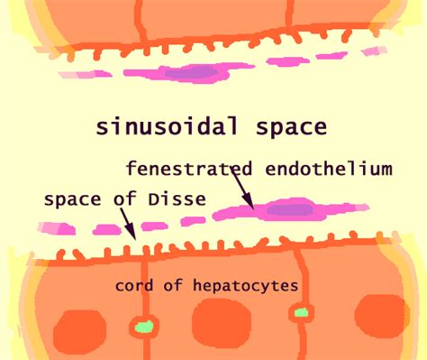 Liver Sinusoids