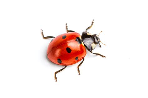 Ladybugs - Pest Control