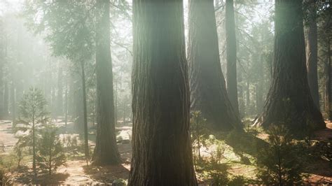 Sunrise in the Sequoia National Park 5681907 Stock Video at Vecteezy