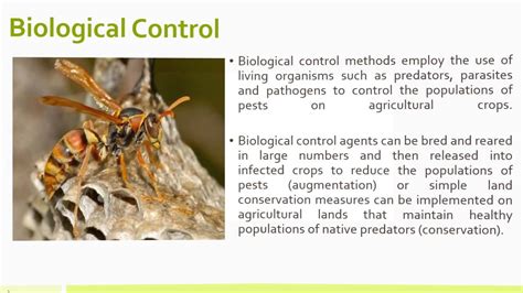 Biological Vs Chemical Pest Control - YouTube