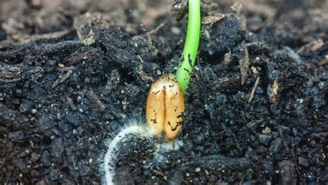 Germinating Seed Stock Footage Video - Shutterstock